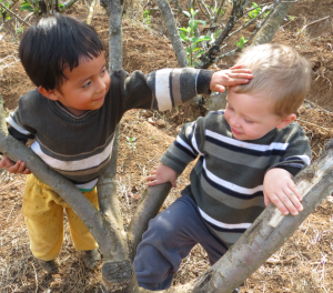 Hudson & Davis playing in a fruit tree.