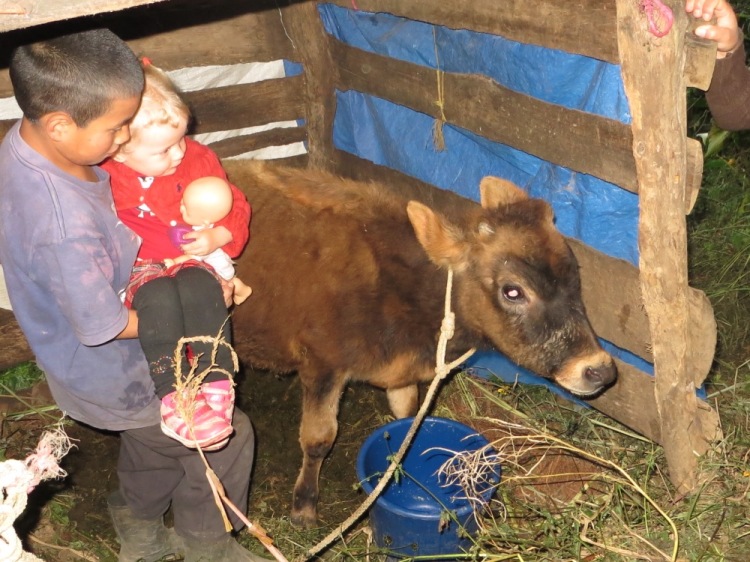 Jubilee got a closeup visit with a cow.